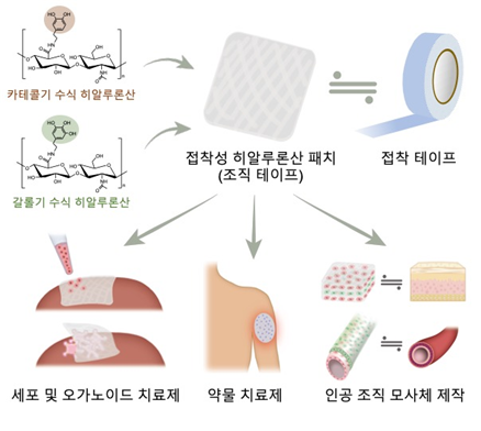 파스처럼 붙여 세포·약물 스며들게 하는 하이드로젤 테이프 개발.png